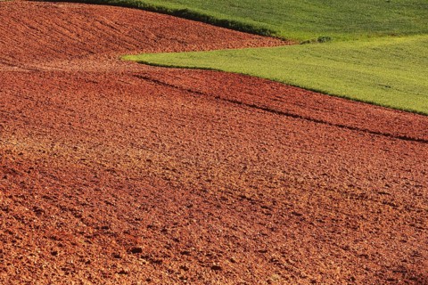 A vibrant landscape showcasing the striking contrast between rich red soil and lush green crops.
