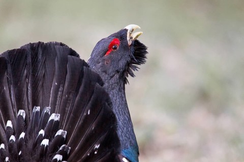 Western Capercaillie (Tetrao urogallus) male calling, Nizhegorodskaya, Russia