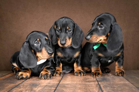 Three small dachshund puppies with shiny black and tan coats are playfully sitting on a dark wooden