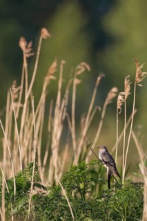 Common or European cuckoo (Cuculus canorus) adult bird in a reedbed in summer, RSPB Lakenheath fen