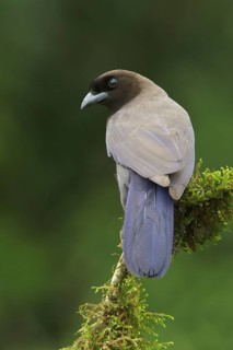 Purplish Jay (Cyanocorax cyanomelas) perched on a branch in Bolivia, South America