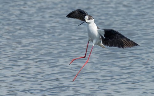 Stelzenläufer (Himantopus himantopus)