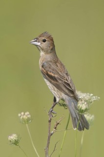 Blue Grosbeak (Passerina caerulea) female, Ohio, USA