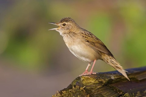 Field warbler, (Locustella naevia), Animals, Birds, Songbirds, Perching bird, Family of the whisker