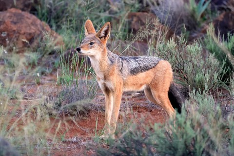 Black-backed jackal (Lupulella mesomelas), adult, alert, foraging, Mokala National Park, Northern