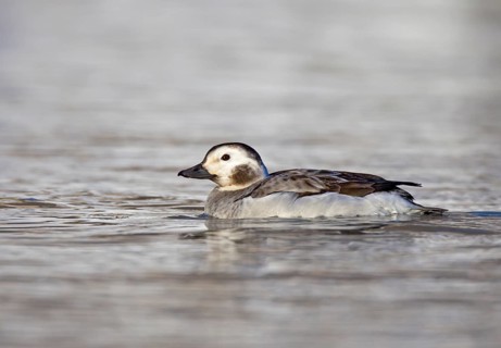 Long-tailed Duck (Clangula hyemalis) female, Ohio, USA