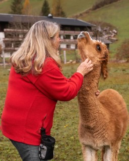 An elderly woman in a red jacket gently cares for a brown alpaca in the lush green countryside of