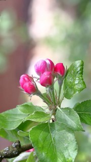 Apple blossoms (Malus), red still closed blossoms and white opened blossom with bokeh in the