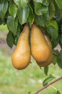 Pear (Pyrus communis 'Sommerbutterbirne'), Cambridge Botanical Garden, Germany