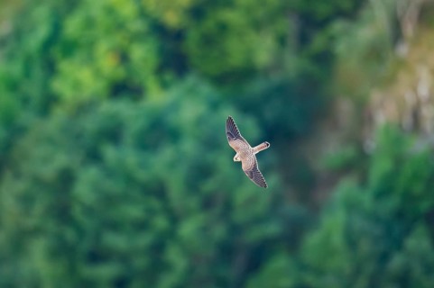 Common kestrel (Falco tinnunculus) flying in the Vosges Mountains, wildlife, France
