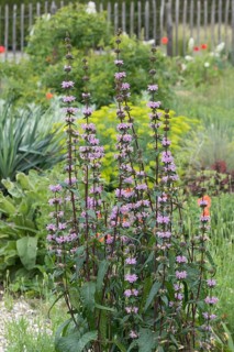 Fireweed (Phlomis tuberosa 'Amazone'), Ihlenweg 7, Germany