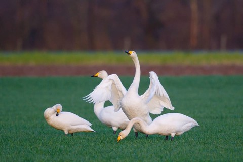 Whooper Swan (Cygnus cygnus) group, North Rhine-Westphalia, Germany
