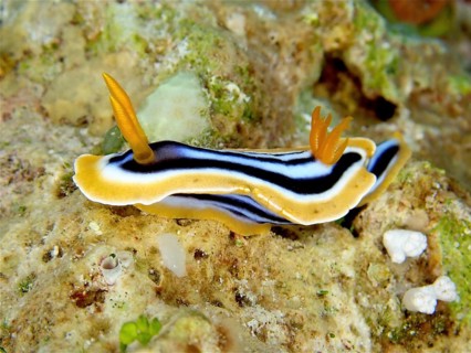 African star snail (Chromodoris africana)