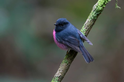 Pink Robin (Petroica rodinogaster) male perched on a branch, Victoria, Australia