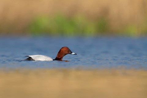 Common Pochard (Aythya ferina) male, Utrecht, Netherlands