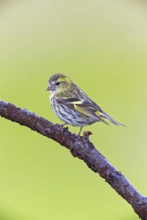 Siskin, (Carduelis spinu), animals, birds, siskin, subfamily of goldfinches, Varanger Bird Park,