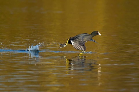 Coot (Fulica atra) adult bird running across the water of a lake, England, United Kingdom