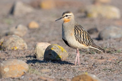 Tawny-throated Dotterel (Oreopholus ruficollis), Coquimbo, Chile