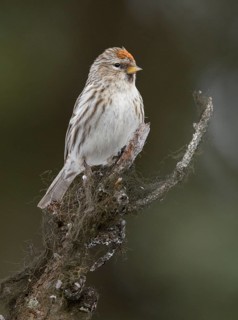 Common Redpoll (Acanthis flammea), Alaska, USA