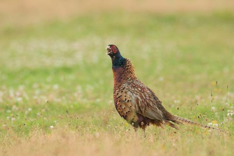Common Pheasant (Phasianus colchicus) male calling, Schleswig-Holstein, Germany