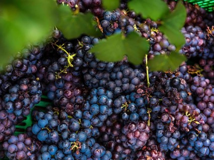 Close-up of ripe grapes in a Mallorca vineyard, showcasing the vibrant colors and rich textures of