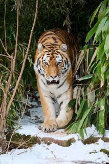 Siberian tiger (Panthera tigris altaica) walking through the bushes in winter, captive, Germany