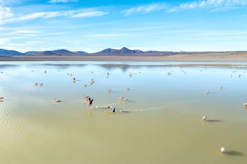 A vibrant flock of flamingos wades gracefully in the serene waters of Laguna Grande, Catamarca,