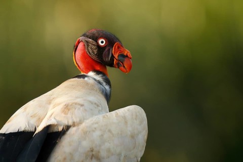 King Vulture (Sarcoramphus papa), Costa Rica