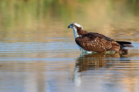 An osprey looking for food, (Pandiaon haliaetus), family of birds of prey, biotope, habitat,