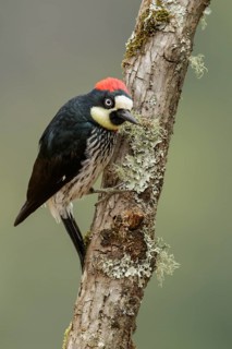 Acorn woodpecker (Melanerpes formicivorus) perched on a branch in Costa Rica