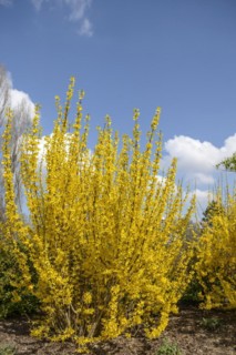 Goldbell (Forsythia MELISA), HBLFA Vienna-Schönbrunn, Vienna, Vienna, Austria