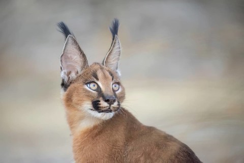 Caracal (Caracal caracal) portrait, Castile-La Mancha, Spain