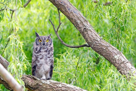 Spotted eagle-owl (Bubo africanus), Grand-duc africain, Wakkerstrom surroundings, Wakkerstrom,