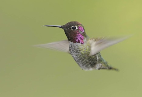 Anna's Hummingbird (Calypte anna), British Columbia, Canada