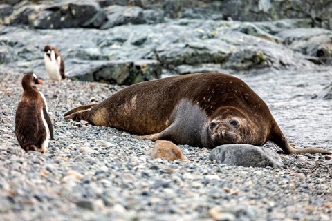 Seal lying quietly on a pebbly beach, flanked by penguins, surrounded by a rugged rocky landscape,