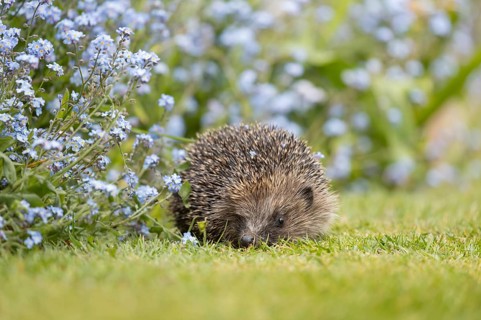 European hedgehog (Erinaceus europaeus) adult animal next to a garden border with blue