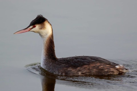 Great Crested Grebe (Podiceps cristatus), Netherlands