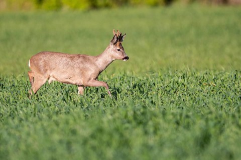Roebuck (Capreolus capreolus) in winter coat, Vechta, Lower Saxony, Germany