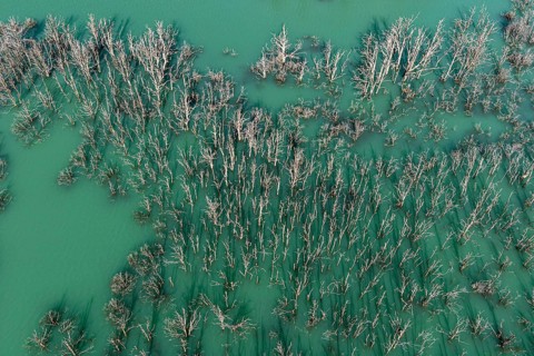 Flooded forest with dead trees, river Rio Norte damned by landslide, new lake, aerial view, Valle