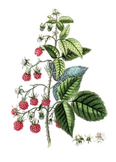 Rubus idaeus, raspberry, digital reproduction of a historical original, between 1790 and 1810