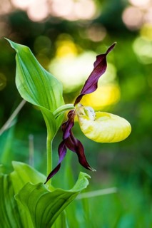 Orchid, Orchids, Lady's slipper, (Cypripedium calceolus), Lower Saxony, Federal Republic of Germany
