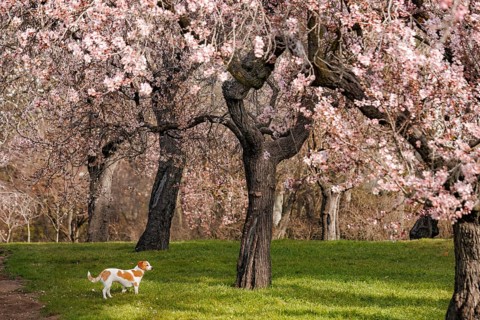 A peaceful scene of a dog walking on lush green grass beneath blooming almond blossom trees in the