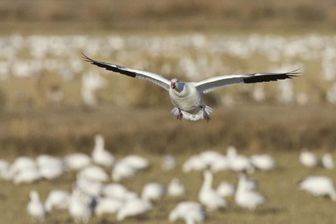 Snow Goose (Anser caerulescens), New Mexico, USA