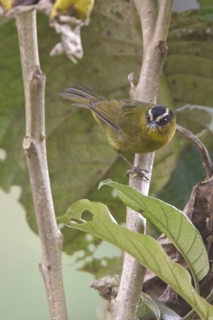Black-capped Hemispingus (Hemispingus atropileus) perched on a branch in Ecuador, South America