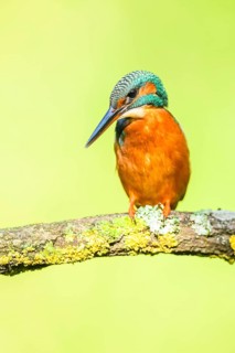 Common kingfisher (Alcedo atthis) sitting on a branch with autumncolours, wildife, Catalonia, Spain