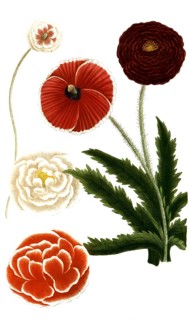 Botany, plants, Papaver eraticum, Papaver rhoeas, Corn Poppy