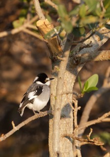White-tailed Shrike (Lanioturdus torquatus), Erongo, Namibia