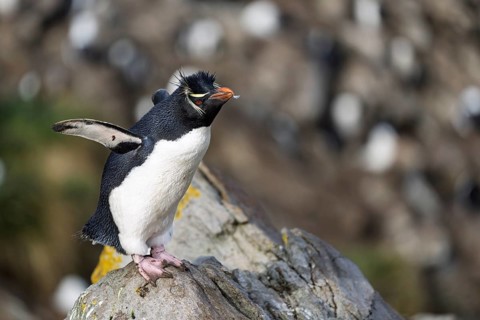 Southern rockhopper penguin (Eudyptes chrysocome), adult bird standing on rock with outstretched