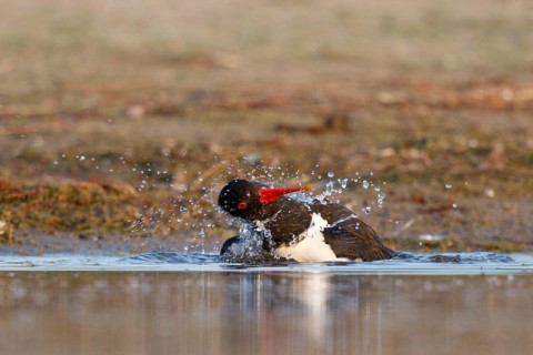 Eurasian Oystercatcher (Haematopus ostralegus) bathing, North Rhine-Westphalia, Germany