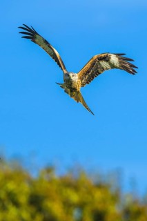 Red Kite, Milvus milvus, bird in flight